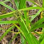 Scirpus atrovirens Fula