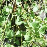 Rumex scutatus Hoja