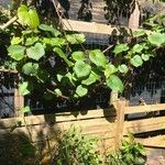 Vitis coignetiae 叶