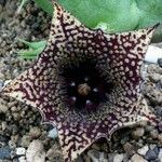 Huernia saudi-arabica