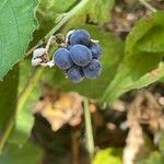 Rubus caesius Gyümölcs