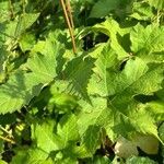 Filipendula rubra Leaf