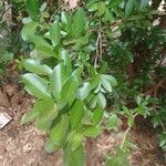 Dovyalis caffra Blatt