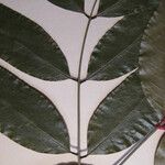 Ormosia melanocarpa Otro