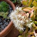 Sedum adolphi Blüte