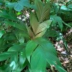 Geonoma elegans Leaf