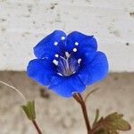 Phacelia campanularia Květ