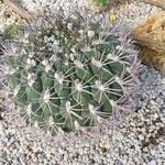 Gymnocalycium saglionis Leaf