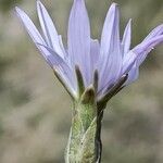 Podospermum purpureum Цвят