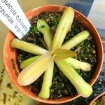 Pinguicula cyclosecta x moctezumaeبرگ