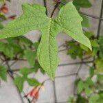 Mina lobata Leaf