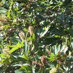 Cunonia capensis Fleur