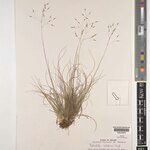 Pentameris natalensis Sonstige