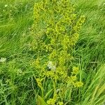 Veratrum lobelianum आदत