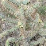 Cylindropuntia fulgida List