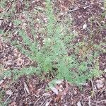 Cytisus spinosus Leht