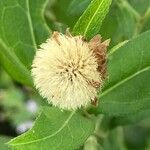 Aster incisus Fruit