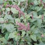 Amaranthus deflexus Natur