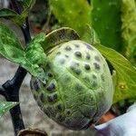 Datura metel Fruto