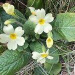 Primula × polyantha Habit