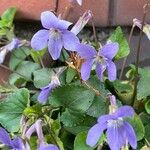 Viola grypoceras Blomma