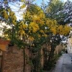 Cassia fistula 果實