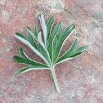 Potentilla argentea Leaf