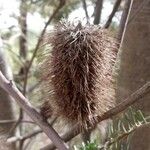 Banksia marginata Plod