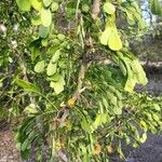 Dalbergia melanoxylon Лист