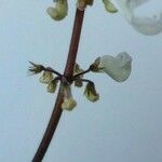 Plectranthus forsteri 花