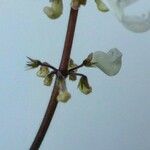 Plectranthus forsteri Flower