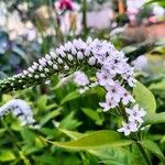 Lysimachia clethroidesFlower