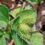 Acanthospermum australe Fruit