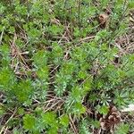 Galium glaucum Feuille