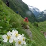 Anemonastrum polyanthes Natur