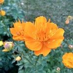 Trollius chinensis പുഷ്പം