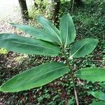 Sasa kurilensis Leaf