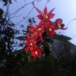 Fuchsia boliviana Blüte