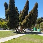 Cupressus sempervirens葉