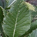 Crambe scaberrima 葉