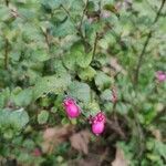 Symphoricarpos orbiculatus ফল