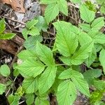 Aegopodium podagraria Leaf