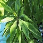 Vernonia arkansana Leaf