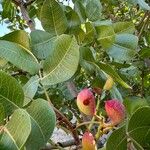 Pistacia vera Fruit