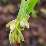 Oemleria cerasiformis फूल