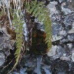 Polystichum aculeatumFoglia