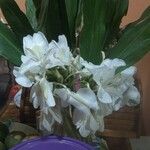 Hedychium coronarium Blatt