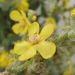 Verbascum pulverulentumBlüte