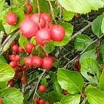 Crataegus persimilis ഫലം