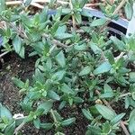 Thymus vulgaris Habit